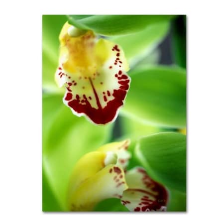 Kathy Yates 'Cymbidium Seafoam Emerald Orchid' Canvas Art,14x19